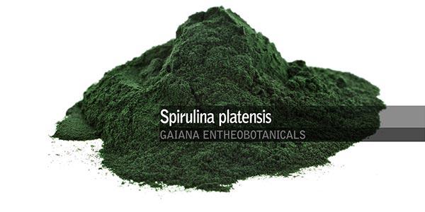 اسپیرولینا Spirulina platensis