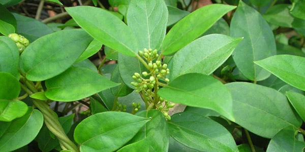 گیمنما و اثرات آن بر سلامتی