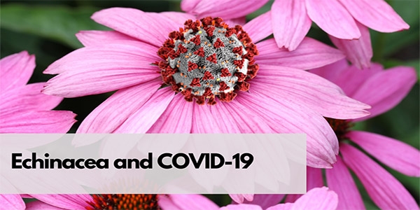 ارزیابی اثرات سرخارگل یا اکیناسه در بیماری کرونا ویروس 2019