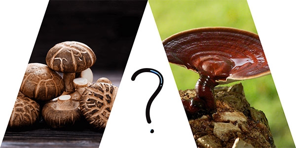 مقایسه قارچ گانودرما با شیتاکه