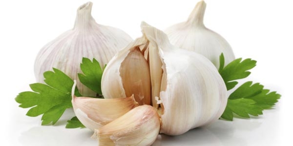 گیاه سیر با نام علمی Allium sativum