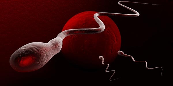 رپورتاژ- آنتی اکسیدان های فرتیل پلاس برای بهبود ناباروری در مردان