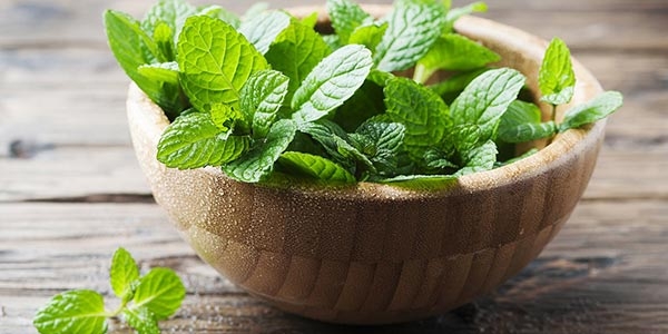 رپورتاژ- کنترل آلزایمر با بادرنجبویه