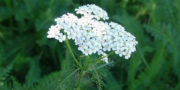 گیاه بومادران با نام علمی Achillea millefolium