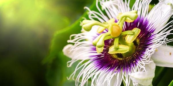 گیاه گل ساعتی با نام علمی Passiflora incarnata