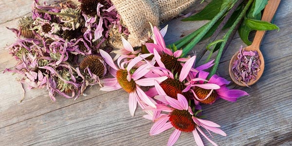 گیاه  سرخارگل با نام علمی Echinacea purpureae