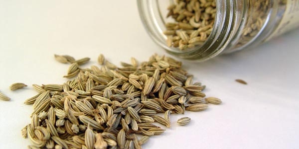 گیاه رازیانه با نام علمی  Foeniculum vulgare