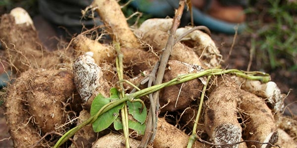 قرص لاغری گلوکومانان