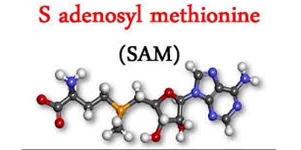درباره اس آدنوزیل متیونین (SAM) چه می‌دانید؟
