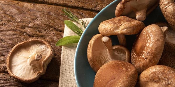 همه چیز درباره قارچ شیتاکه