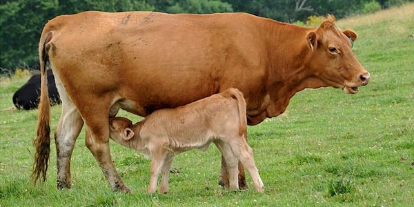 رپورتاژ- چرا کلستروم( آغوز) عملکرد ضد ویروسی فوق العاده ای دارد؟