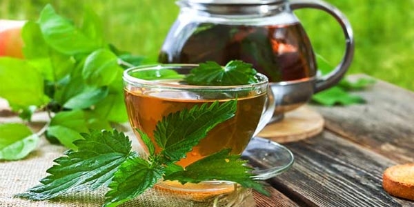 گیاه گزنه با نام علمی Urtica dioica