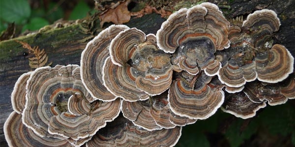 قارچ دم بوقلمون (Turkey tail) با نام علمی Trametes versicolor