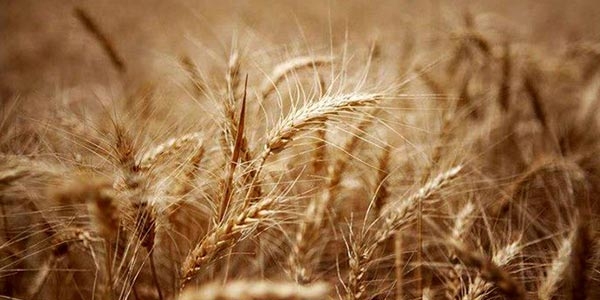 گندم