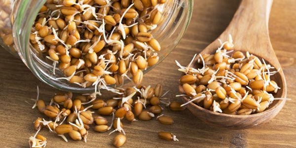 جوانه ی گندم