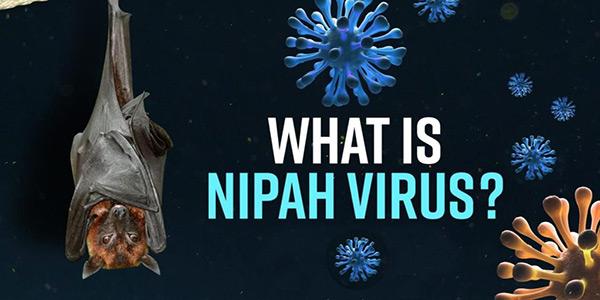 ویروس نیپا: یک ویروس کشنده با نرخ مرگ و میر بالا