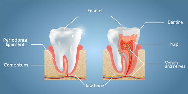 چه چیزهایی باعث صدمه به مینای دندان می شوند؟