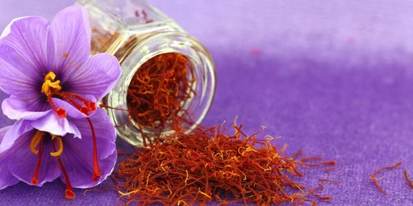 گیاه زعفران با نام علمی Crocus sativus