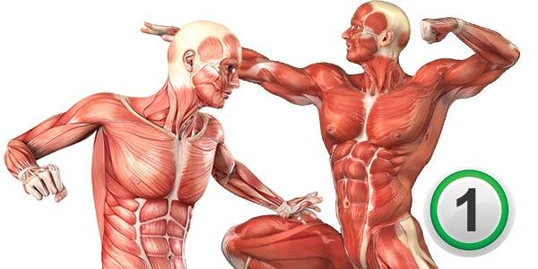 آناتومی عضلات بدن و حرکات تمرینی مربوط به آنها (قسمت 1)