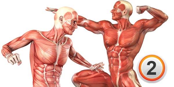 آناتومی عضلات بدن و حرکات تمرینی مربوط به آنها(قسمت 2)