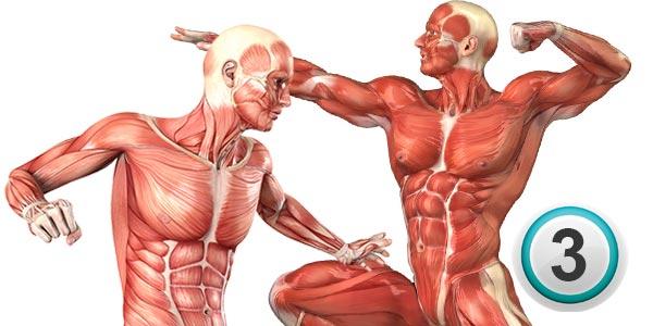 آناتومی عضلات بدن و حرکات تمرینی مربوط به آنها(قسمت 3)