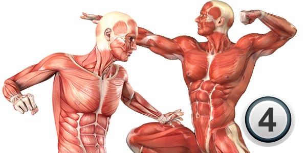 آناتومی عضلات بدن و حرکات تمرینی مربوط به آنها(قسمت 4)