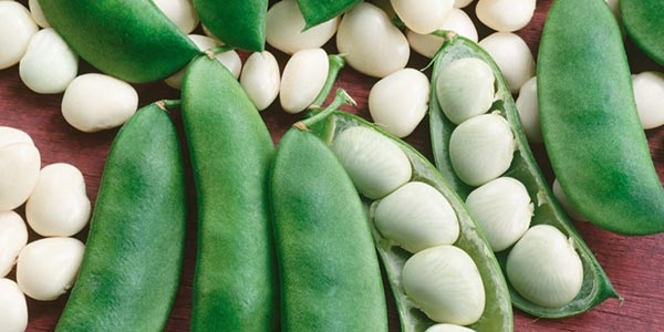 لوبیا سفید با نام علمی Phaseolus vulgaris