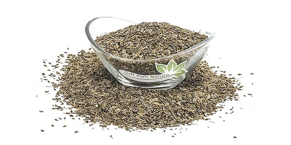 گیاه شوید با نام علمی Anethum graveolens L