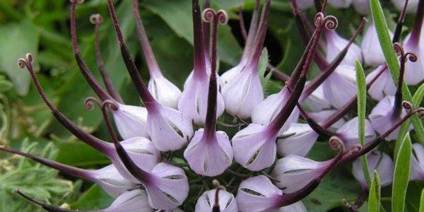 همه چیز درباره گیاه پنجه شیطان