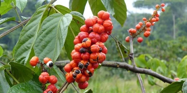 7 خواص بی نظیر گوارانا